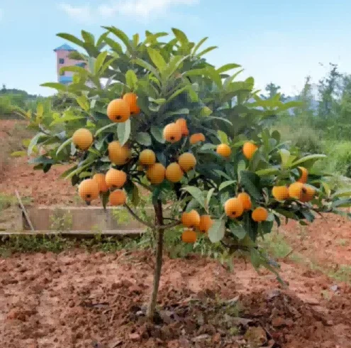 loquat sapling loquat sapling