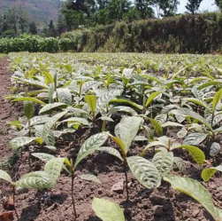 loquat sapling2 loquat sapling2