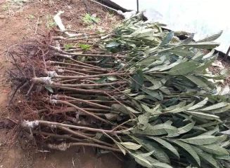 loquat sapling1 loquat sapling1