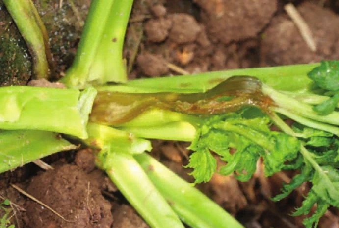 celery soft rot 1