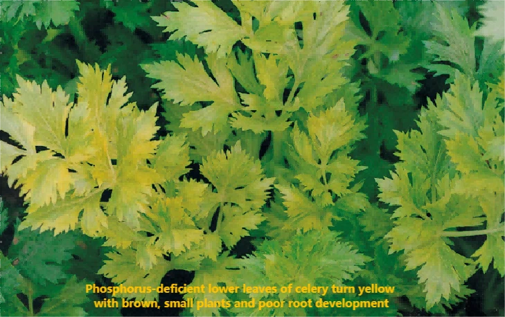 celery nutrient deficiency 1