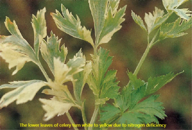 celery nutrient deficiency 2 celery nutrient deficiency 2