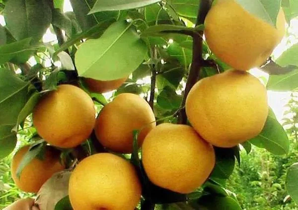 info-553-390 info-553-390