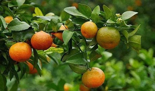 S-abscisic application S-abscisic application