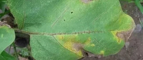 Leaf mold disease Leaf mold disease
