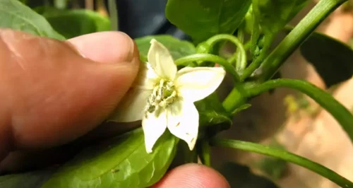 Thrips Thrips